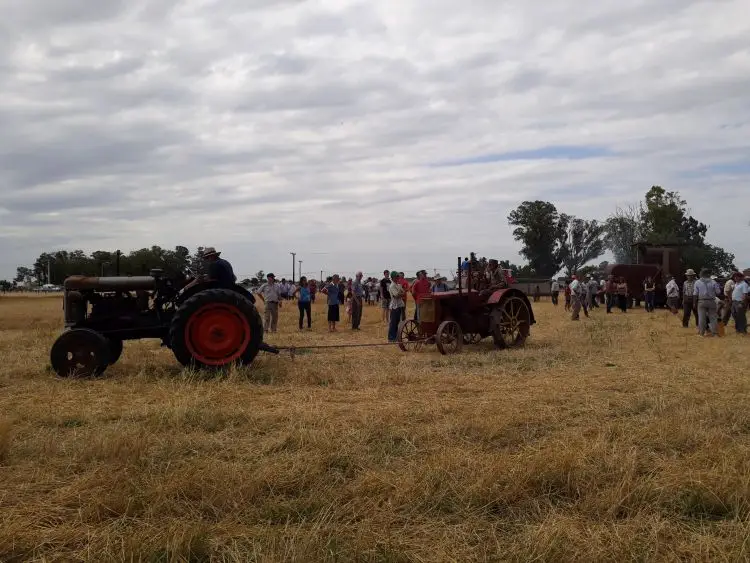 avellana foto 4